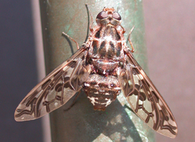 Xenox tigrinus
